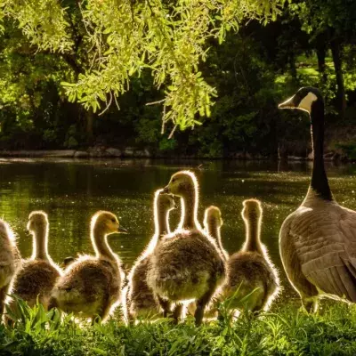 Entenfamilie am See