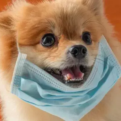 Erster Hund an COVID-19 erkrankt?