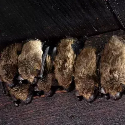 Fledermäuse sollen helfen, die nächste Pandemie zu verhindern