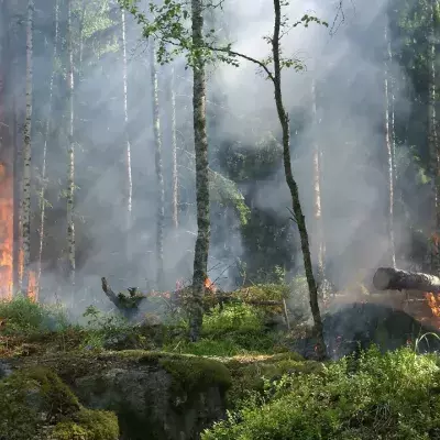 Long Covid: Wie ein Waldbrand im Körper