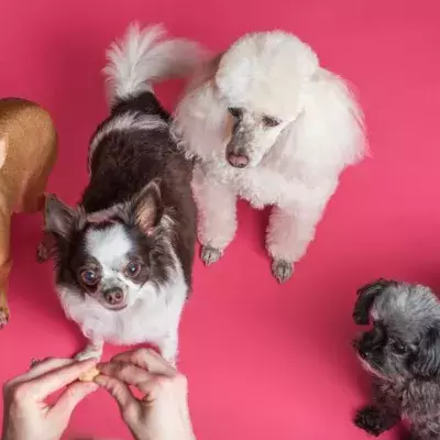 Schockierende Enthüllung: Diese haushaltsüblichen Lebensmittel sind für Hunde giftig