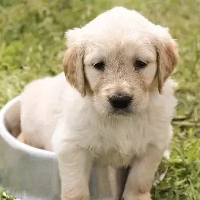 Warum Hunde keine Pfützen trinken sollten