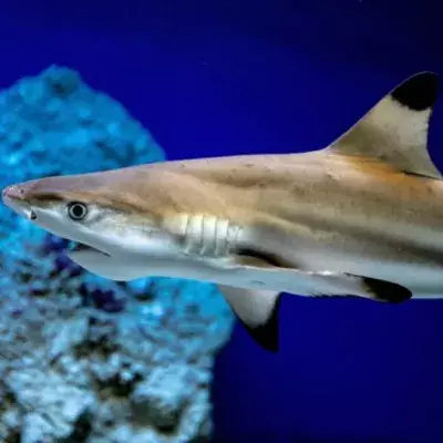Hai in Aquarium