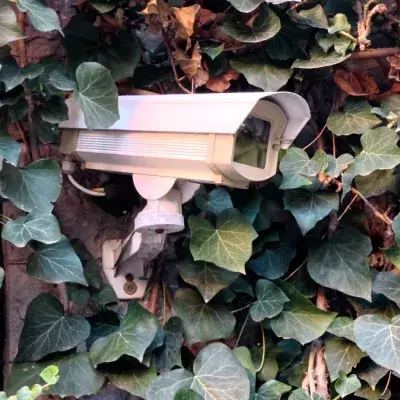 Kamera überwacht Garten und entlarvt ein Tier