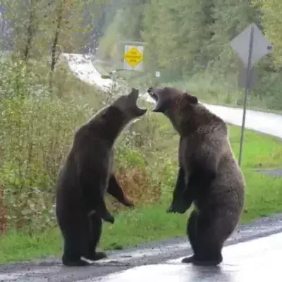Kämpfende Grizzlybären