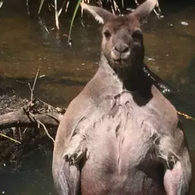 Känguru