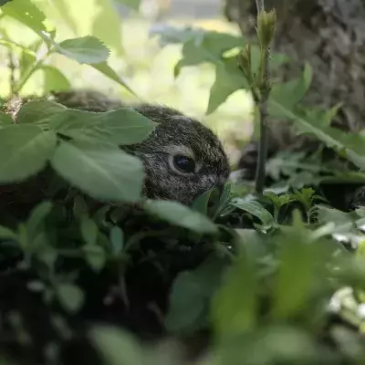 Kaninchen