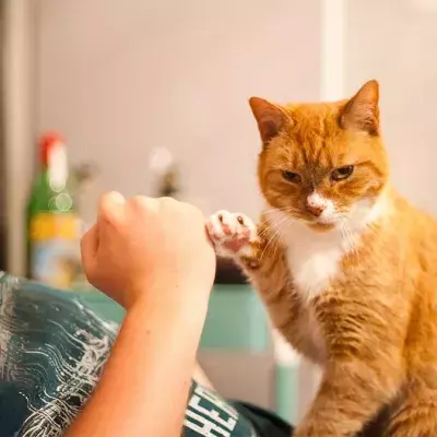 Katze zeigt ihr Hinterteil