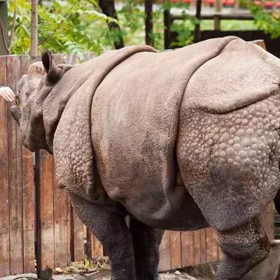 Nashorn und Zoobesucher
