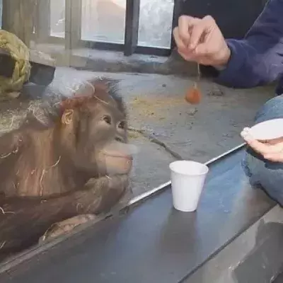 Orang-Utan