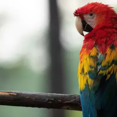 Papageien in Indien