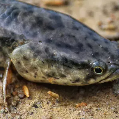 Schlangenkopffisch ist höchst gefährlich: Er kann auch auf dem Land leben und braucht Wasser nur bedingt