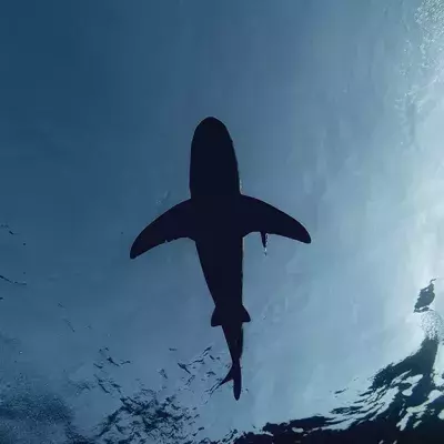 Sie ziehen einen 4-Meter-Hai aus dem Meer: Doch dann drehen sie ihn um!