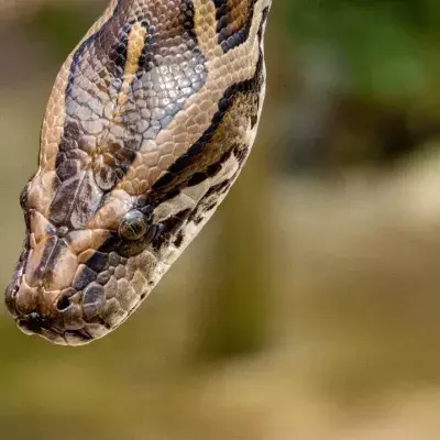 20 Pythons im Haus