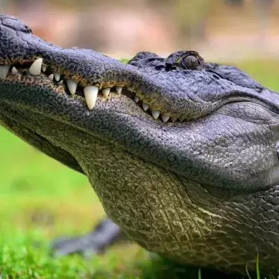 Alligator springt blitzschnell aus dem Wasser, um einen Welpen zu fressen