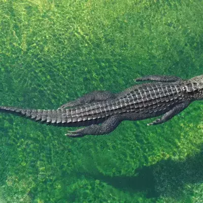 Alligator