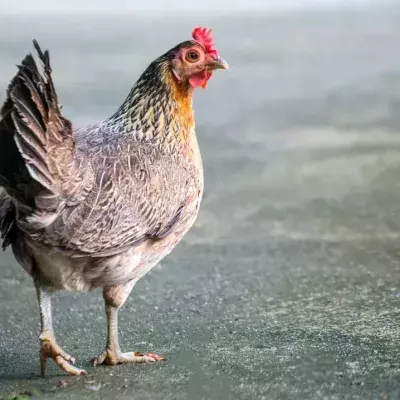 Per Anhalter: Huhn fährt 20 Kilometer und kehrt unbeschadet zu seinen Besitzern zurück