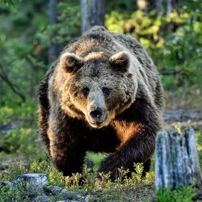 Bär greift an