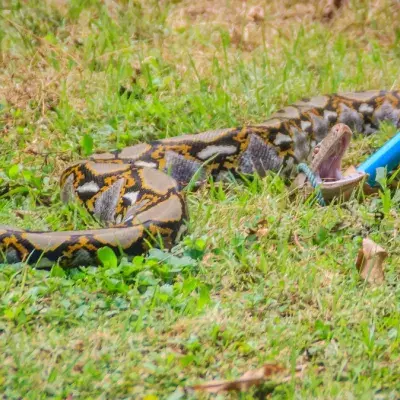 Beunruhigender Fund im Magen der Tigerpython