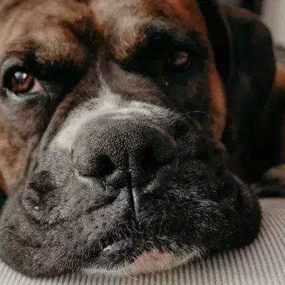 Boxer 