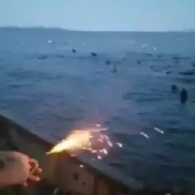 Fischer wirft Sprengstoff auf Tiere ins Meer, die Folgen sind unabsehbar!