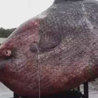 Angler fängt 1,2 Tonnen schweren Mondfisch: Die Fotos sorgen für Empörung
