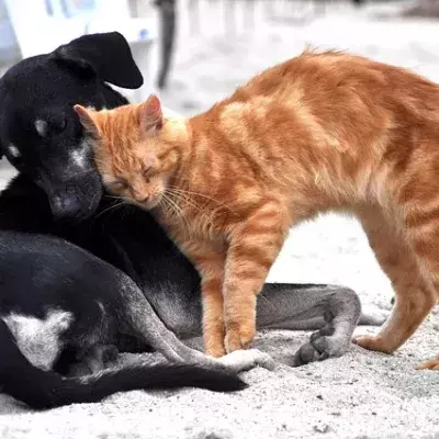 In der Tierklinik in Johannesburg hat sich ein ungewöhnliches Paar gefunden