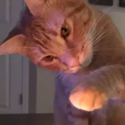 Ehemann wirft seinem Kater vor, ein böser Geist zu sein: "Meine Frau ist wegen ihm schwanger" 