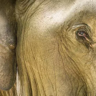 Ein Elefant hört Klaviermusik