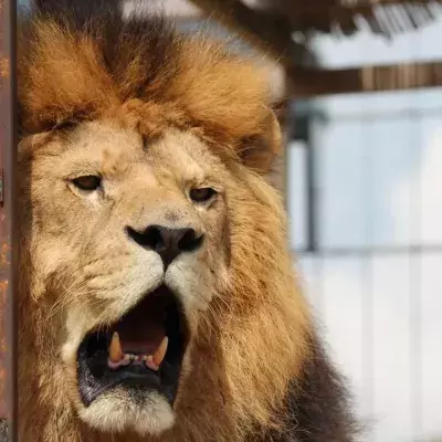 Ein Löwe in einem tschechischem Zoo