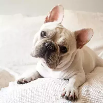 Eine Französische Bulldogge