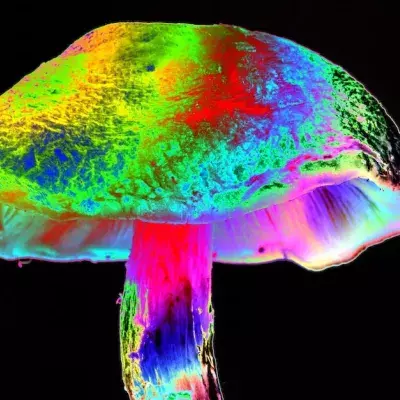 Er spritzt sich Magic Mushrooms – kurz darauf wachsen sie in seinem Blut