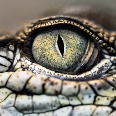 Gefährliche Krokodil-Attacke