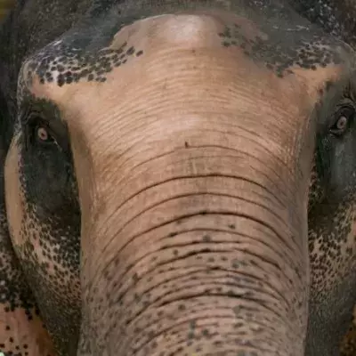 Grausamer Tod: Elefant stirbt, nachdem er eine mit Sprengstoff bestückte Frucht gefressen hat