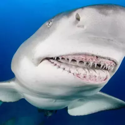 Hai