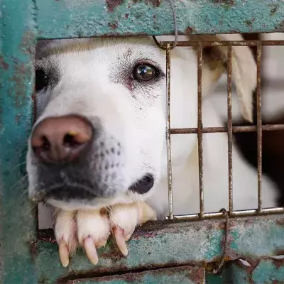 Hund im Tierheim