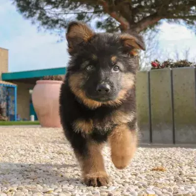 Hund mit "Alptraum"-Krankheit