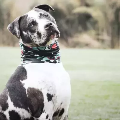 Hund mit traurigem Schicksal
