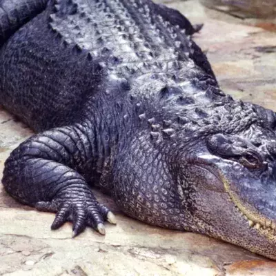 Krokodil-Angriff im Zoo