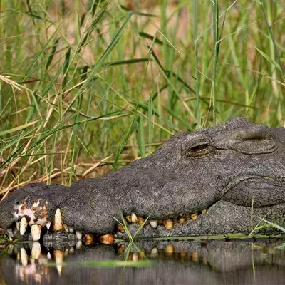 Krokodil lebt jahrelang mit Abfallprodukt um den Körper: Jetzt soll es befreit werden