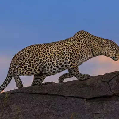 Leopard im Dorf