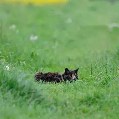Manchmal muss man auch Katzen zu ihrem Glück zwingen: mit täglichem Spaziergang zum Abnehmen