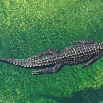 Mann fängt Alligator in Mülleimer