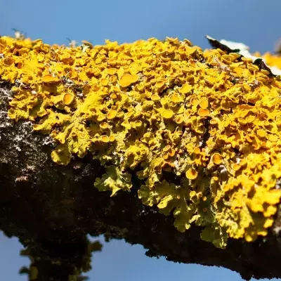 Mann mit pflanzenschädigenden Parasitenpilz infiziert: Diese medizinische Premiere beunruhigt Ärzte