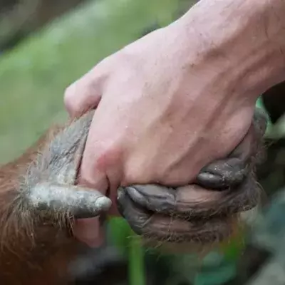 Orang-Utan