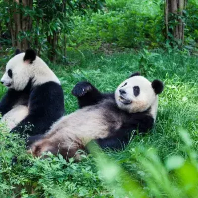 Pandas 