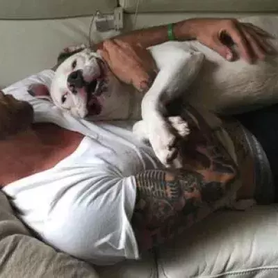 Pitbull