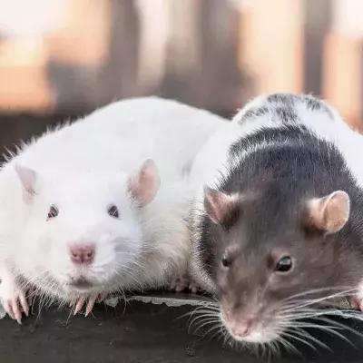 Ratten als Drogenschmuggler eingesetzt