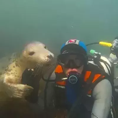 Seelöwe mit Taucher Ben Burville