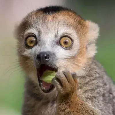 Tiere im Zoo